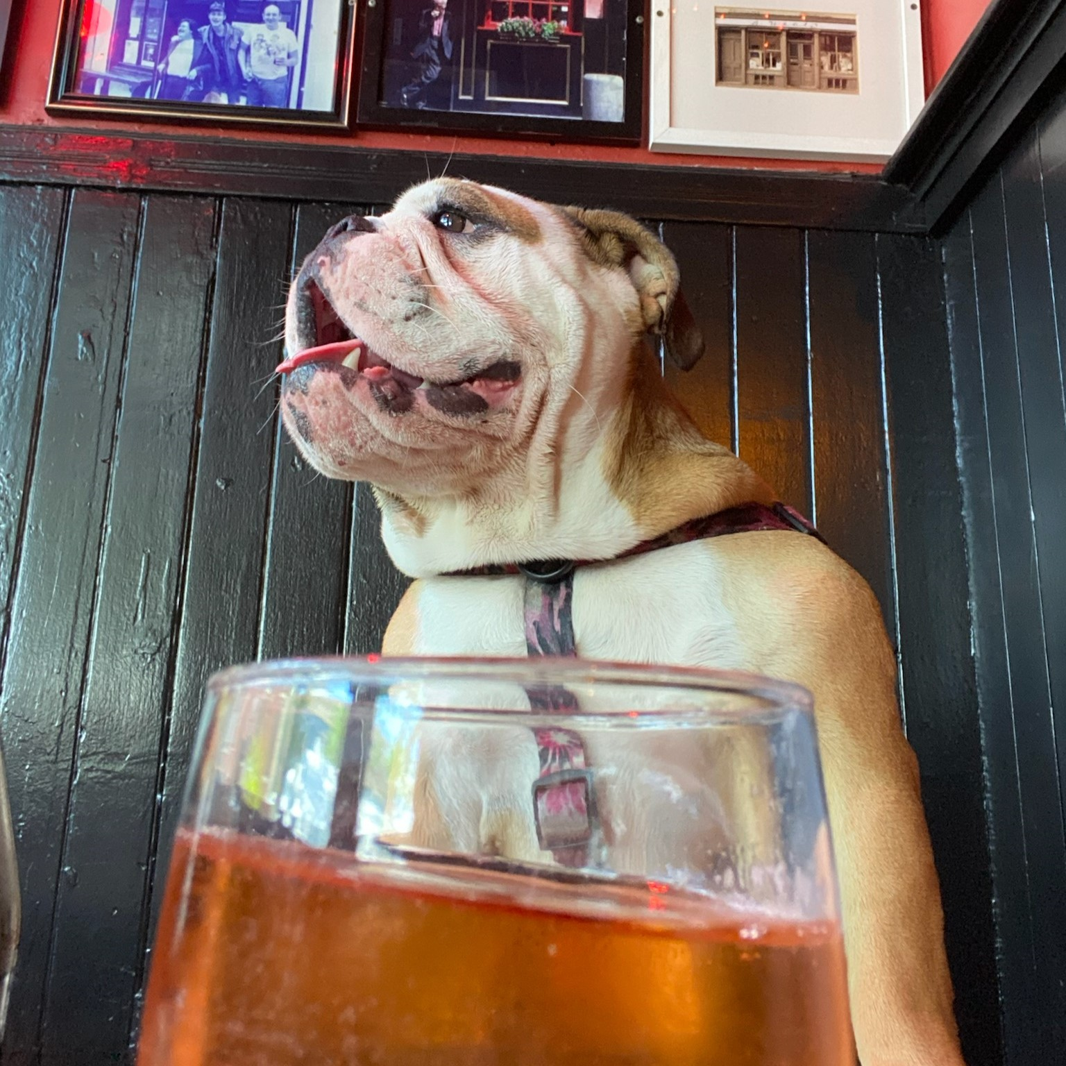 dotty bar mascot dog